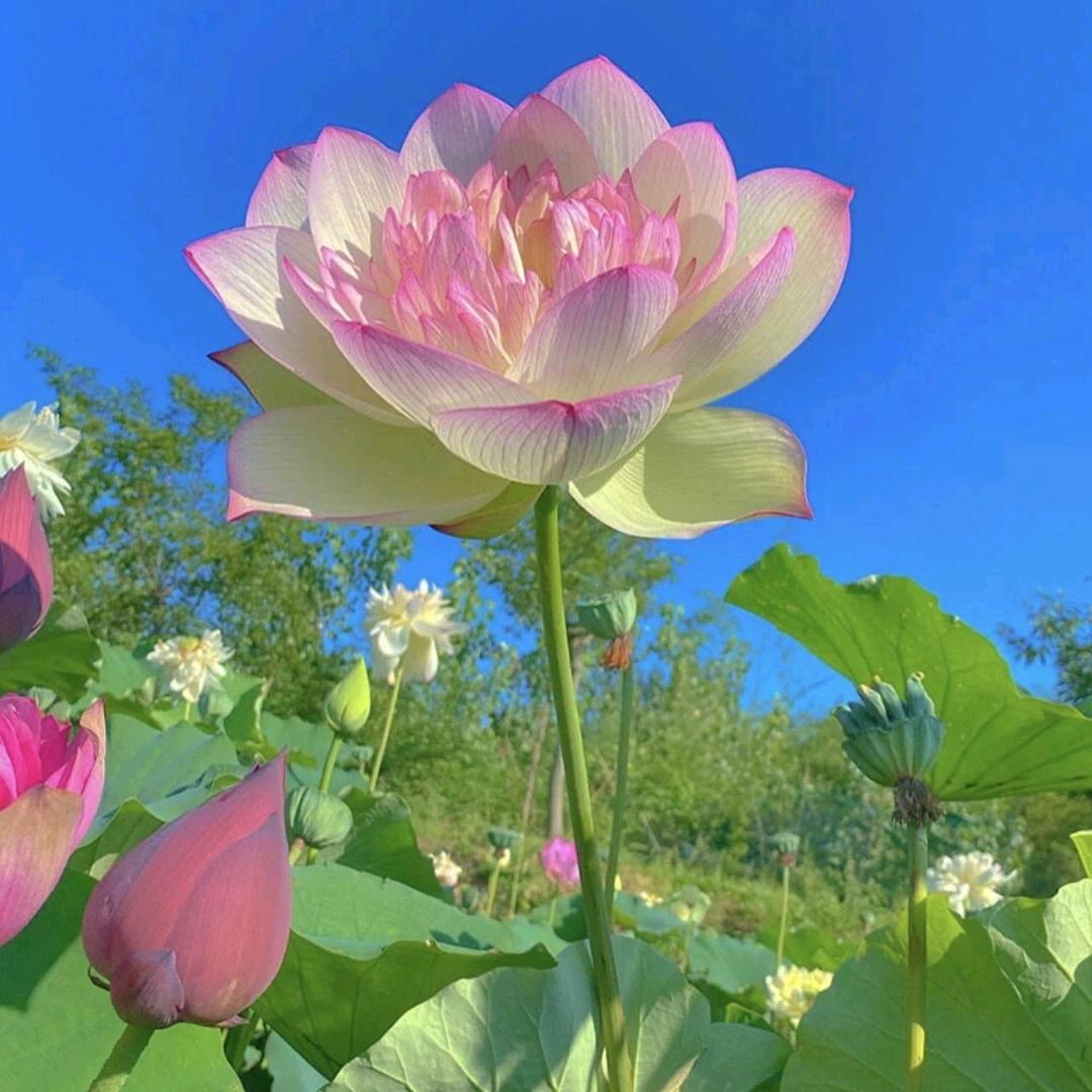 晚秋🌸
