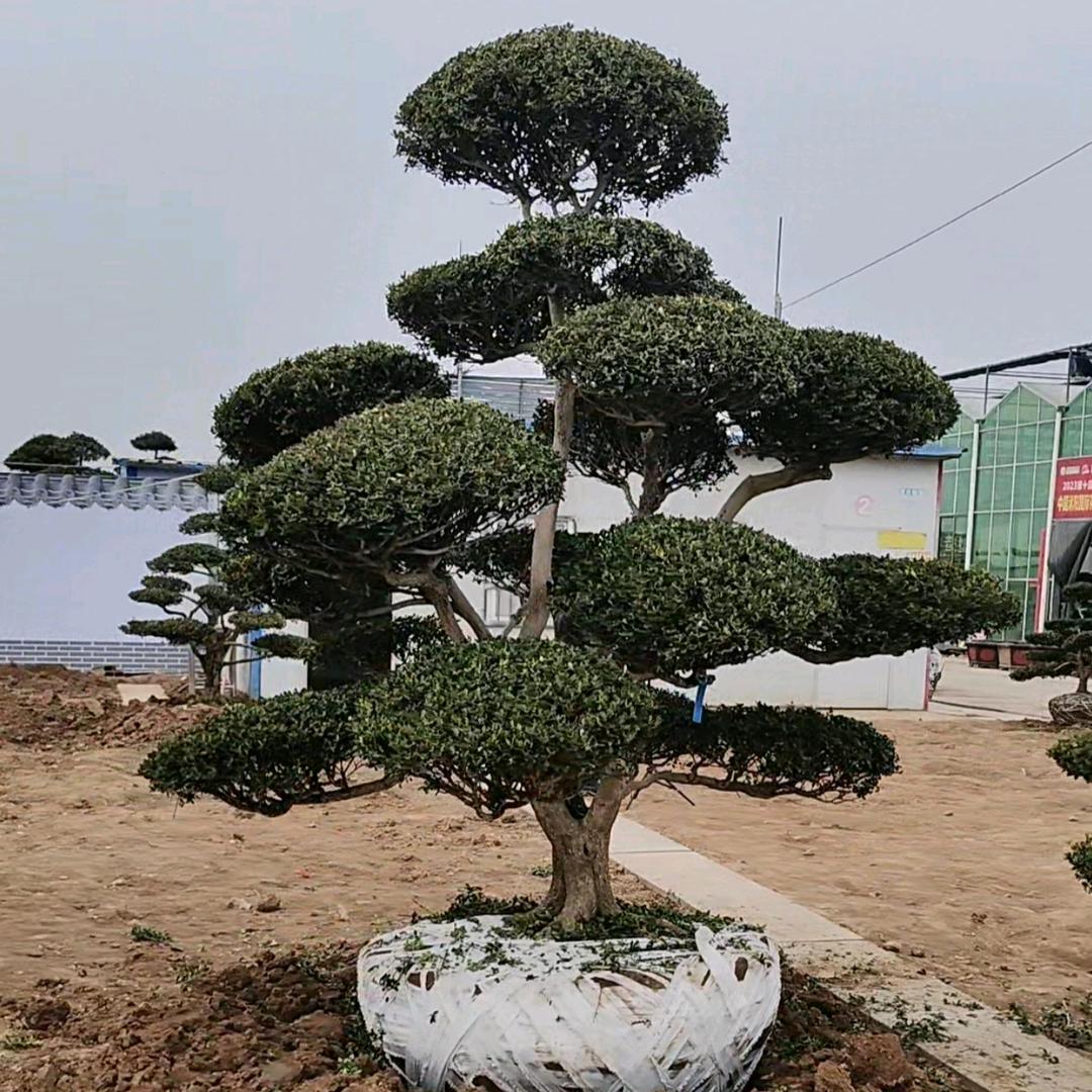 龙南黄杨基地造型