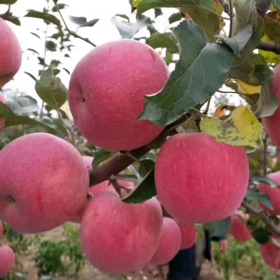 好运来林