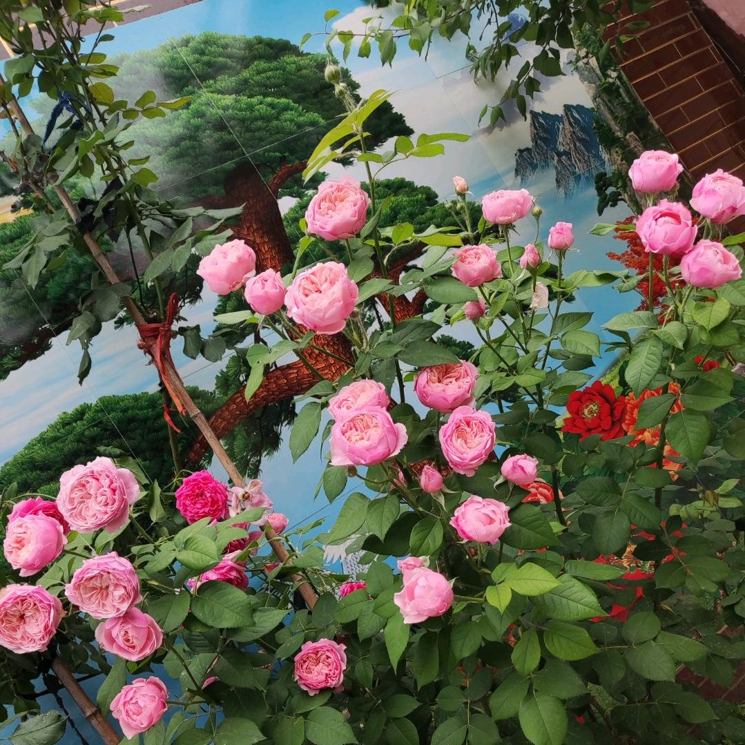 爱养花的小曹