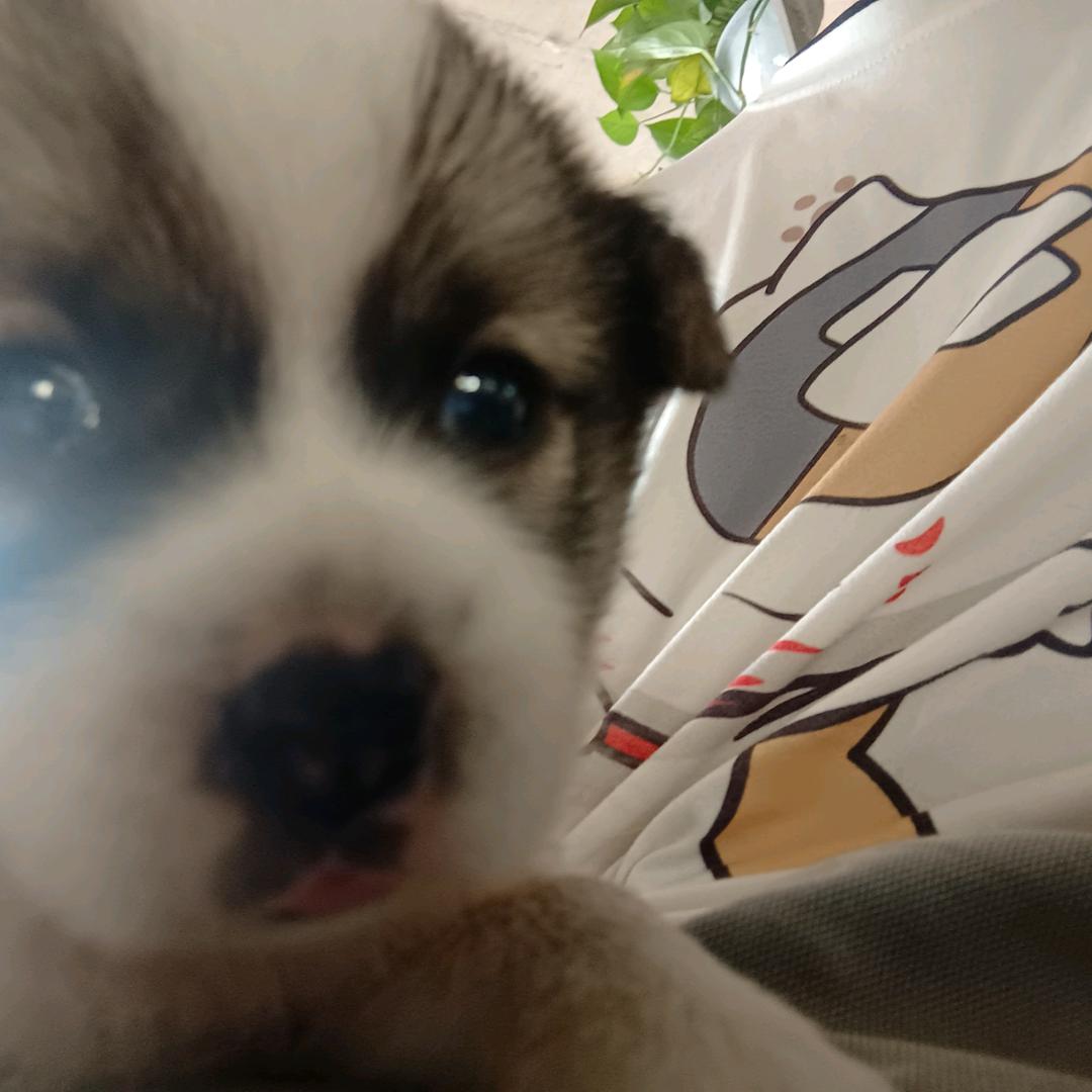 江枫渔火对愁眠