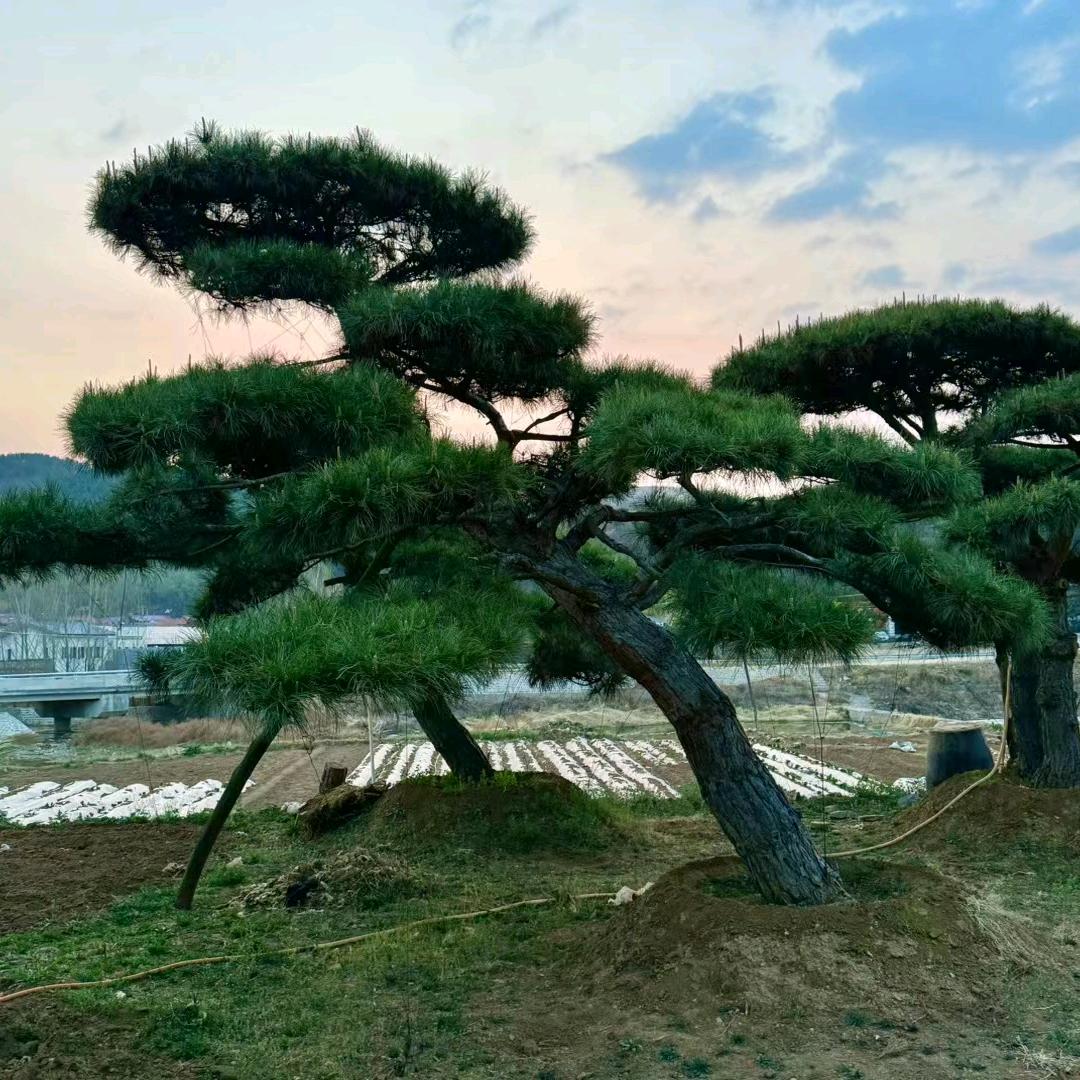 专业油松黑松各种树木造型