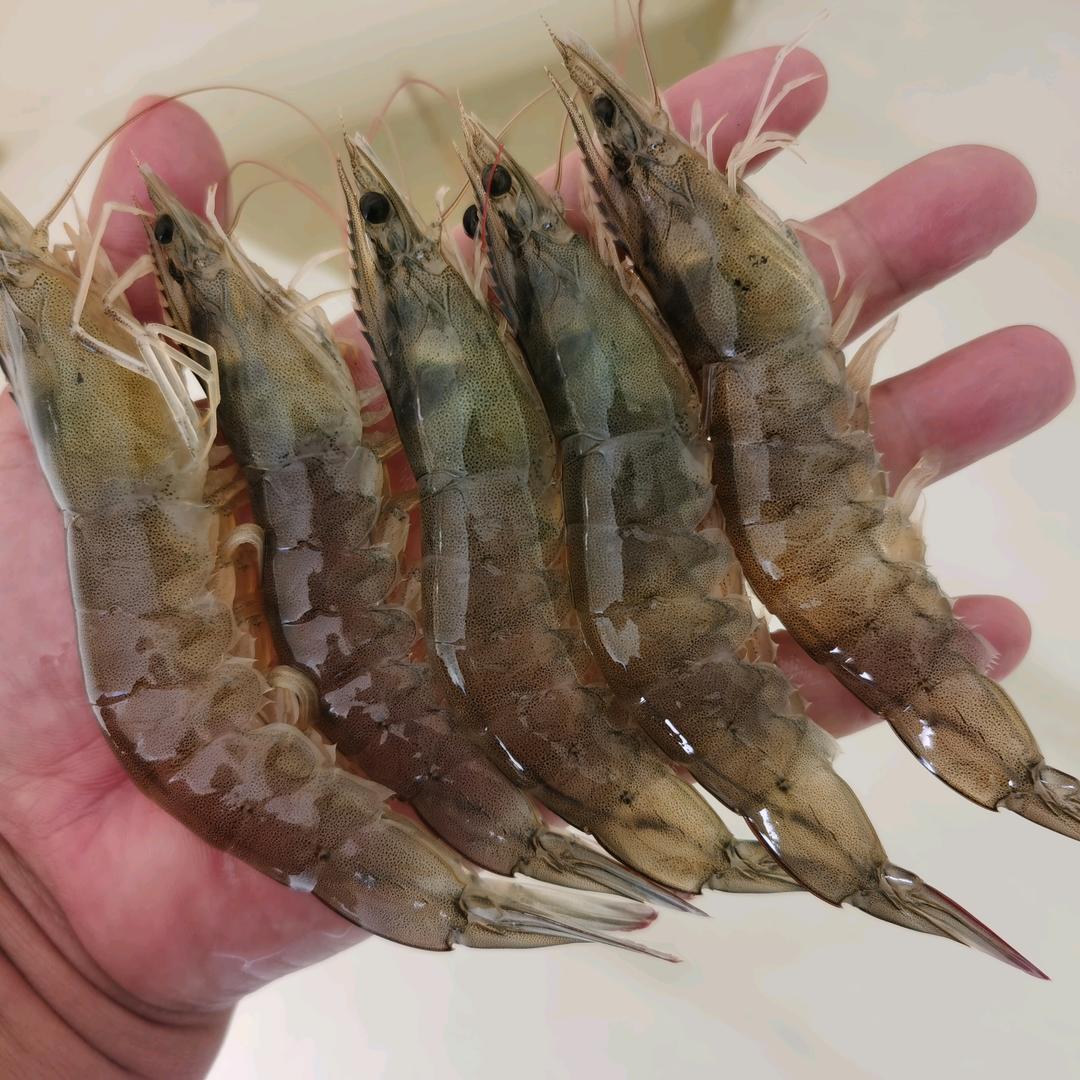 虾🦐酱冰虾🚒快运