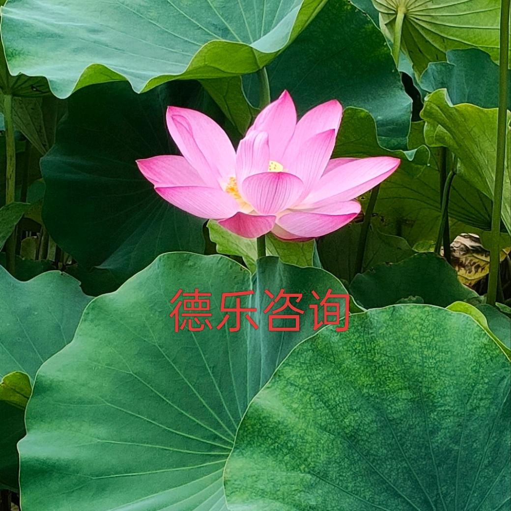 德乐之光