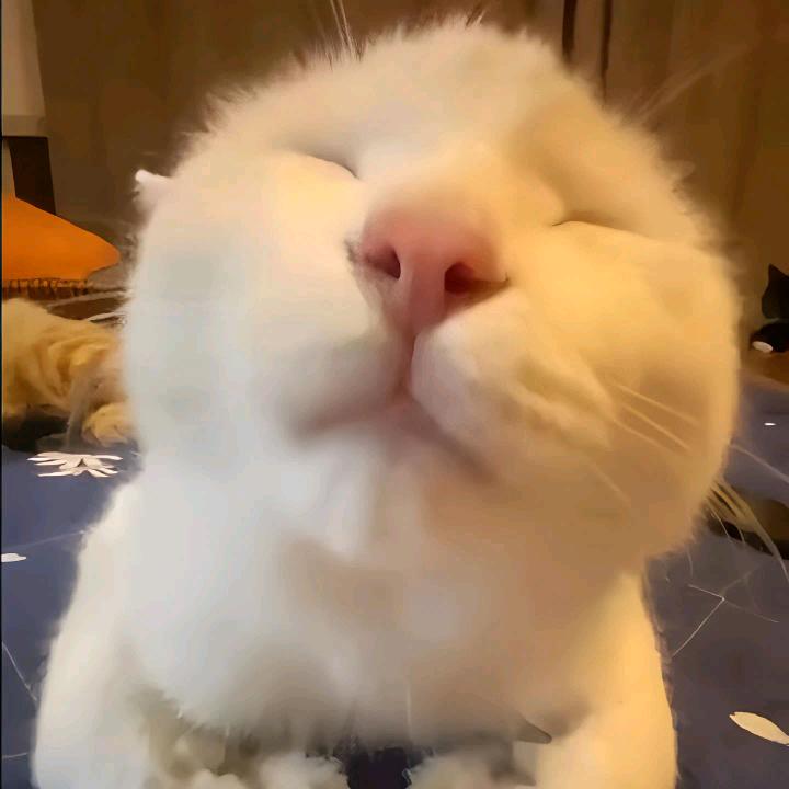 猫咪重度吸食者