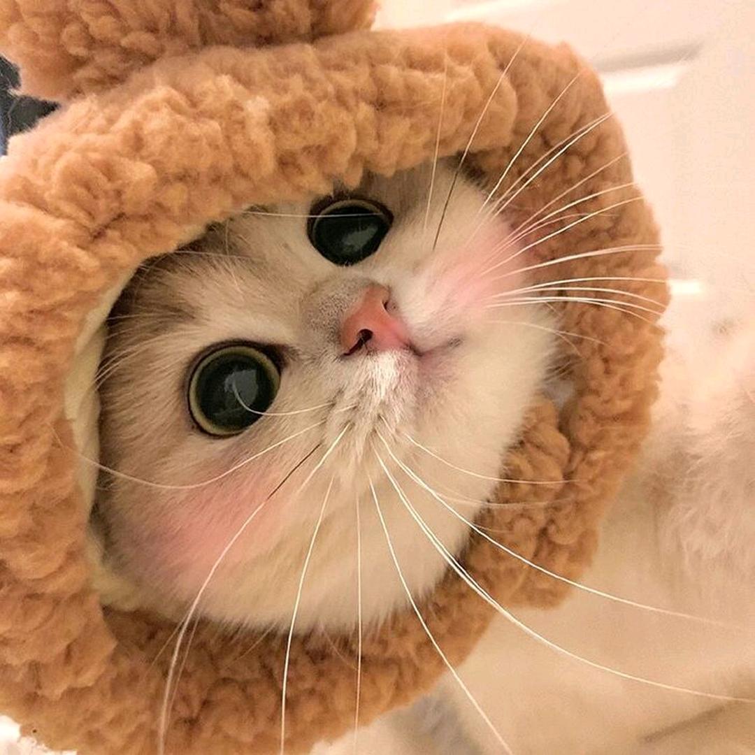 投喂流浪猫头子