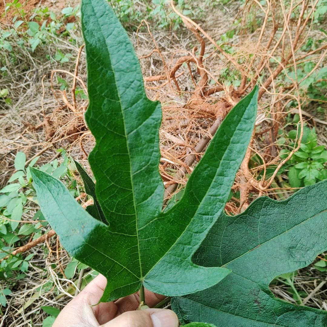 增城荔枝