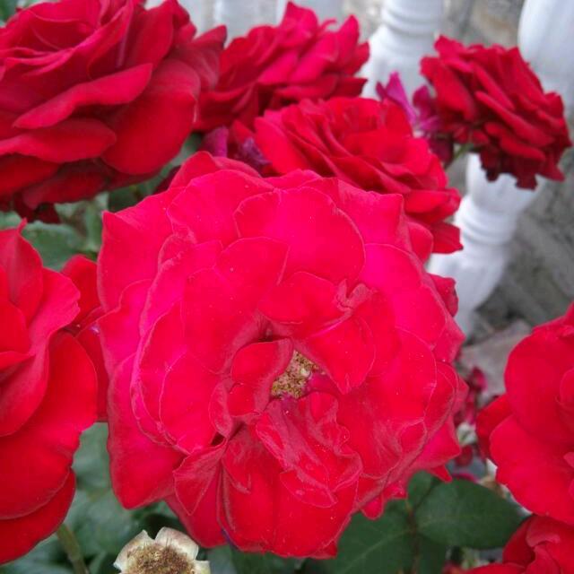 往后依生都是你