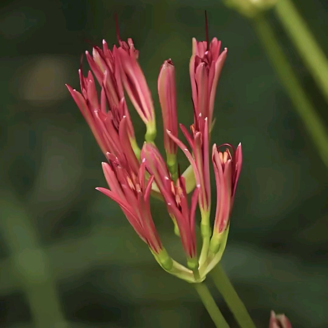 手捧一束彼岸花