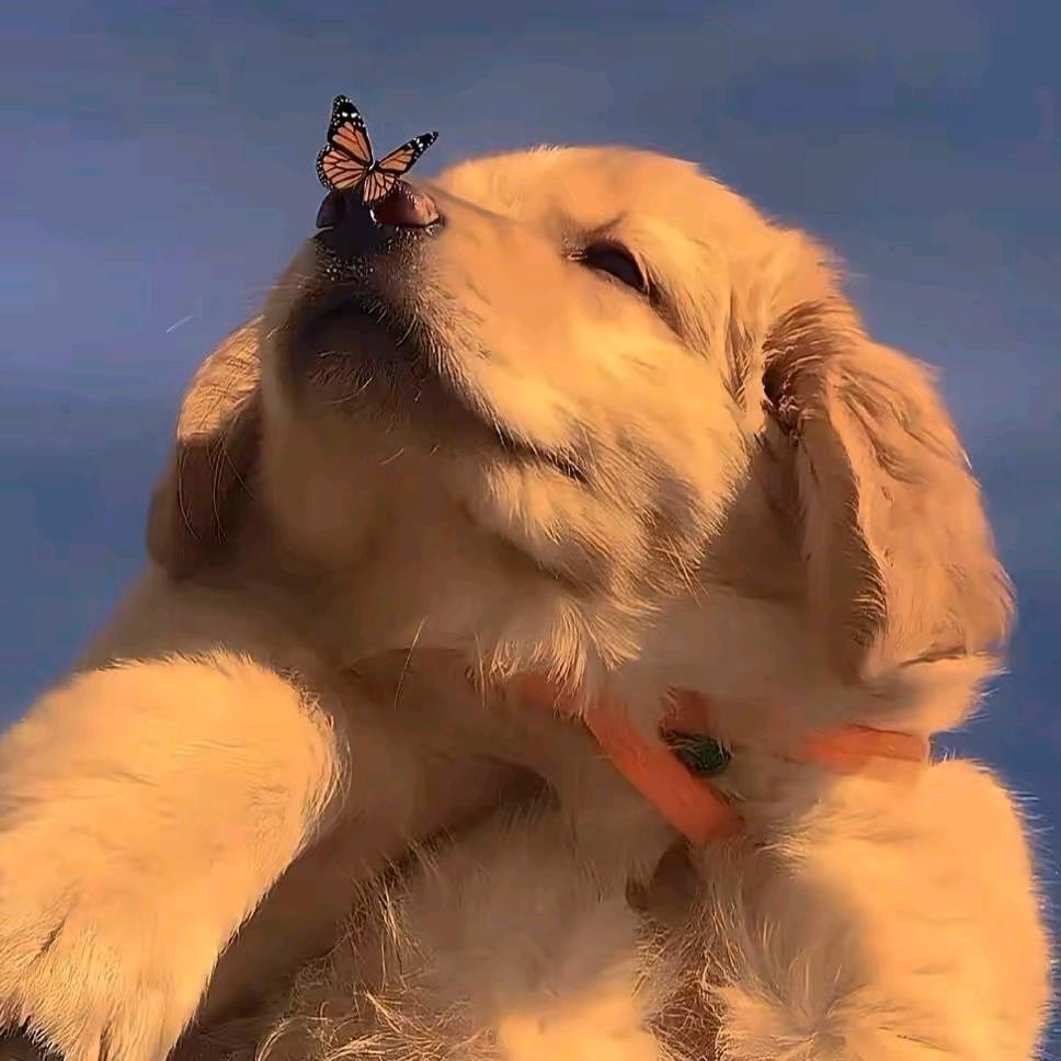 大菜.