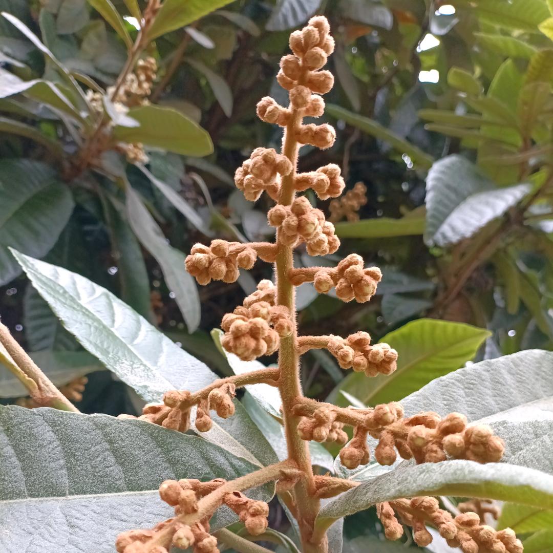 百草园居士