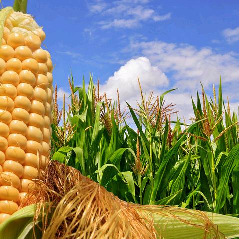 一哥我说了不算