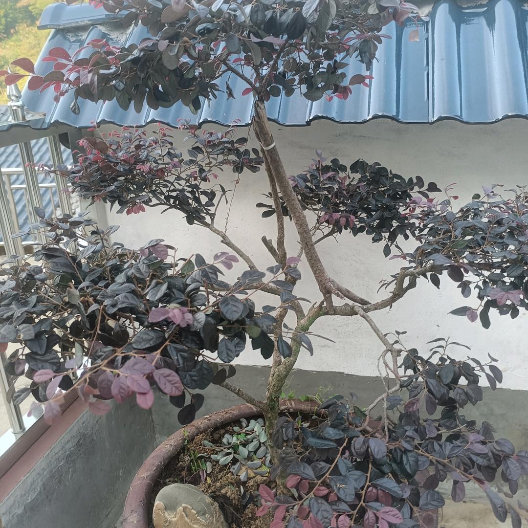 心心相印