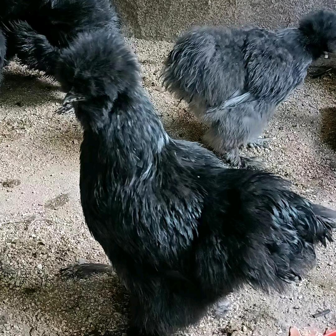 骑着蜗牛看玄凤(关注全回)