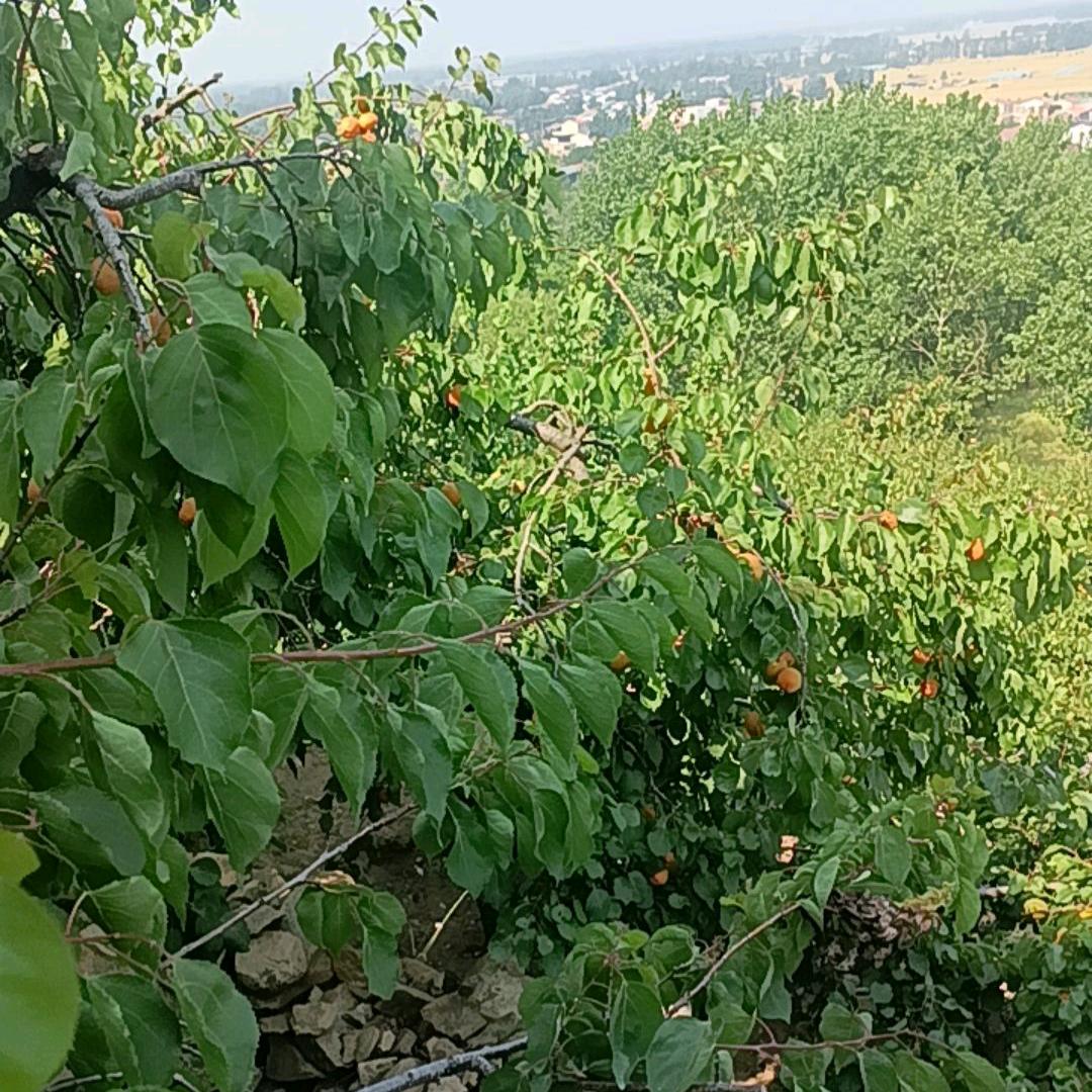 心上正常永恒