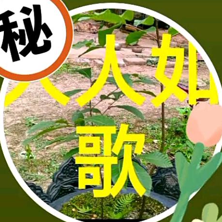 人人如歌