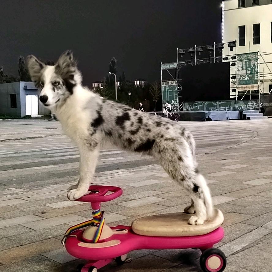 【边牧钢镚の滑板日记🛹】