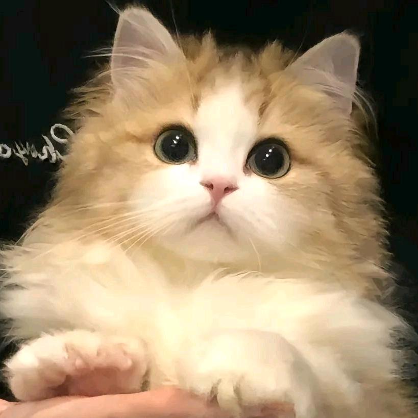 今天想吃小薯条