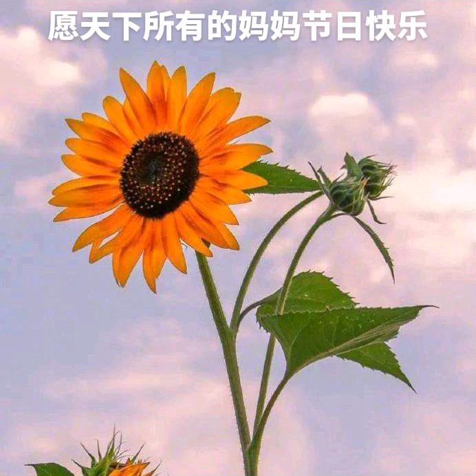 岁月静好🍎🍎