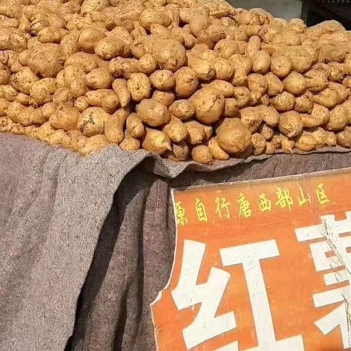 行唐山坡坡红薯