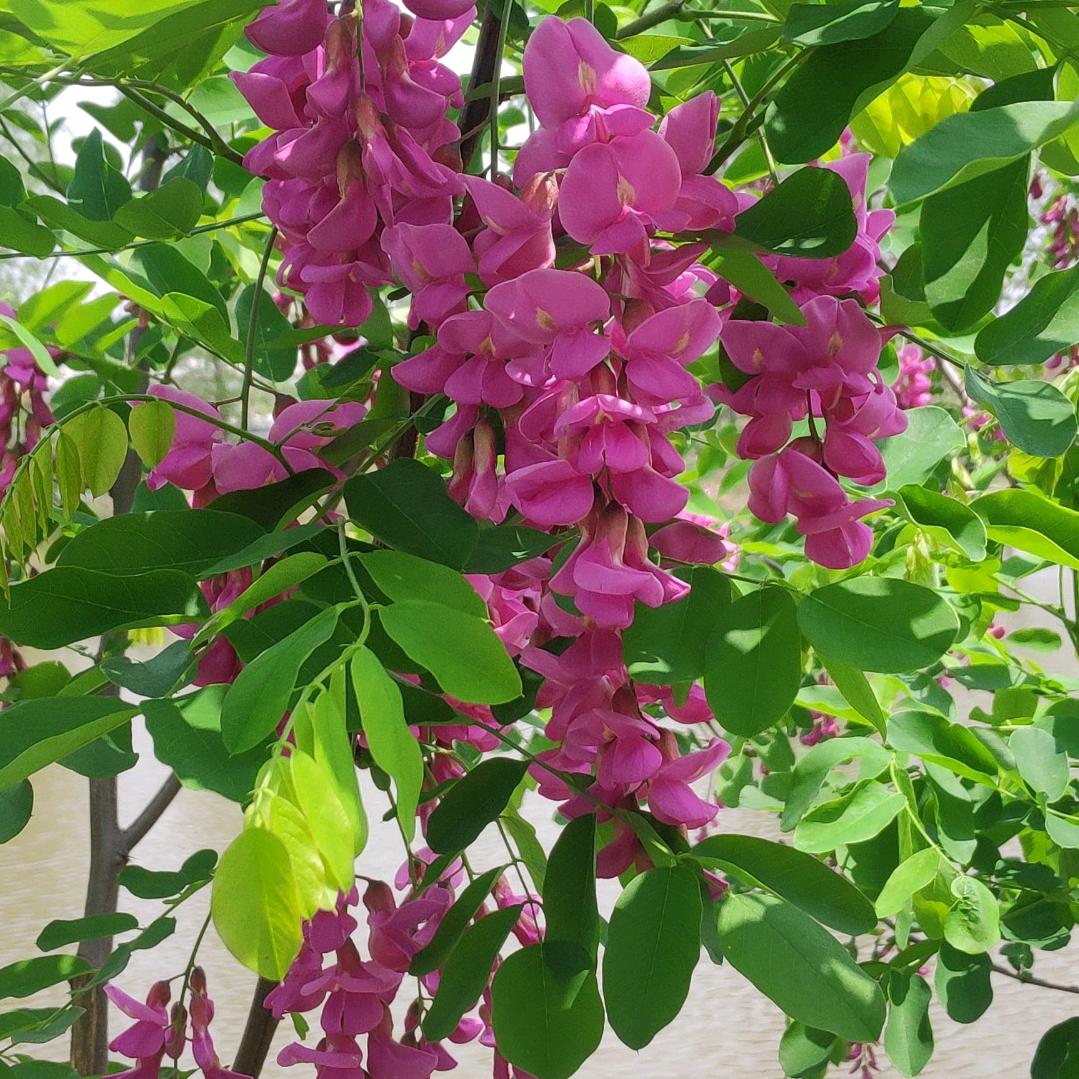 穆如清风
