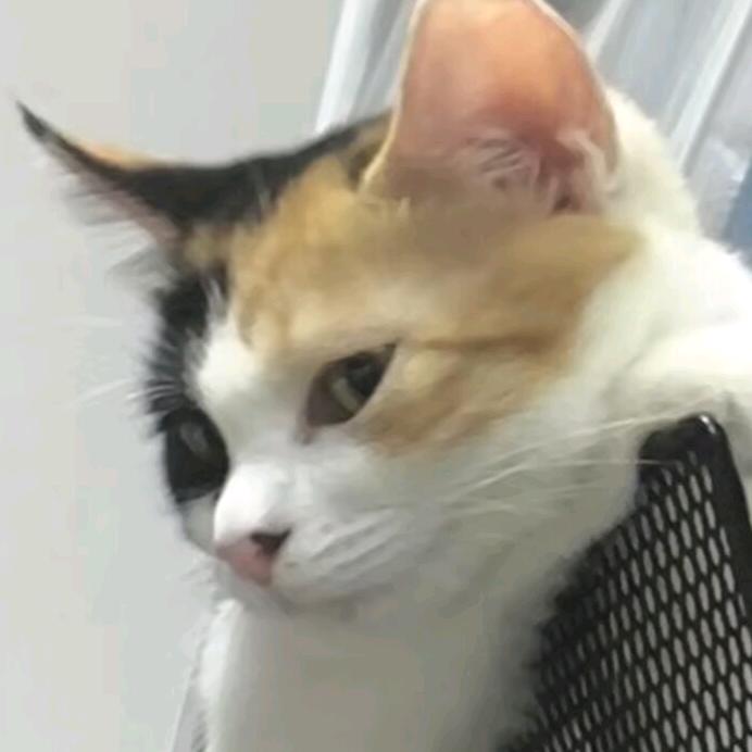 板栗栗栗