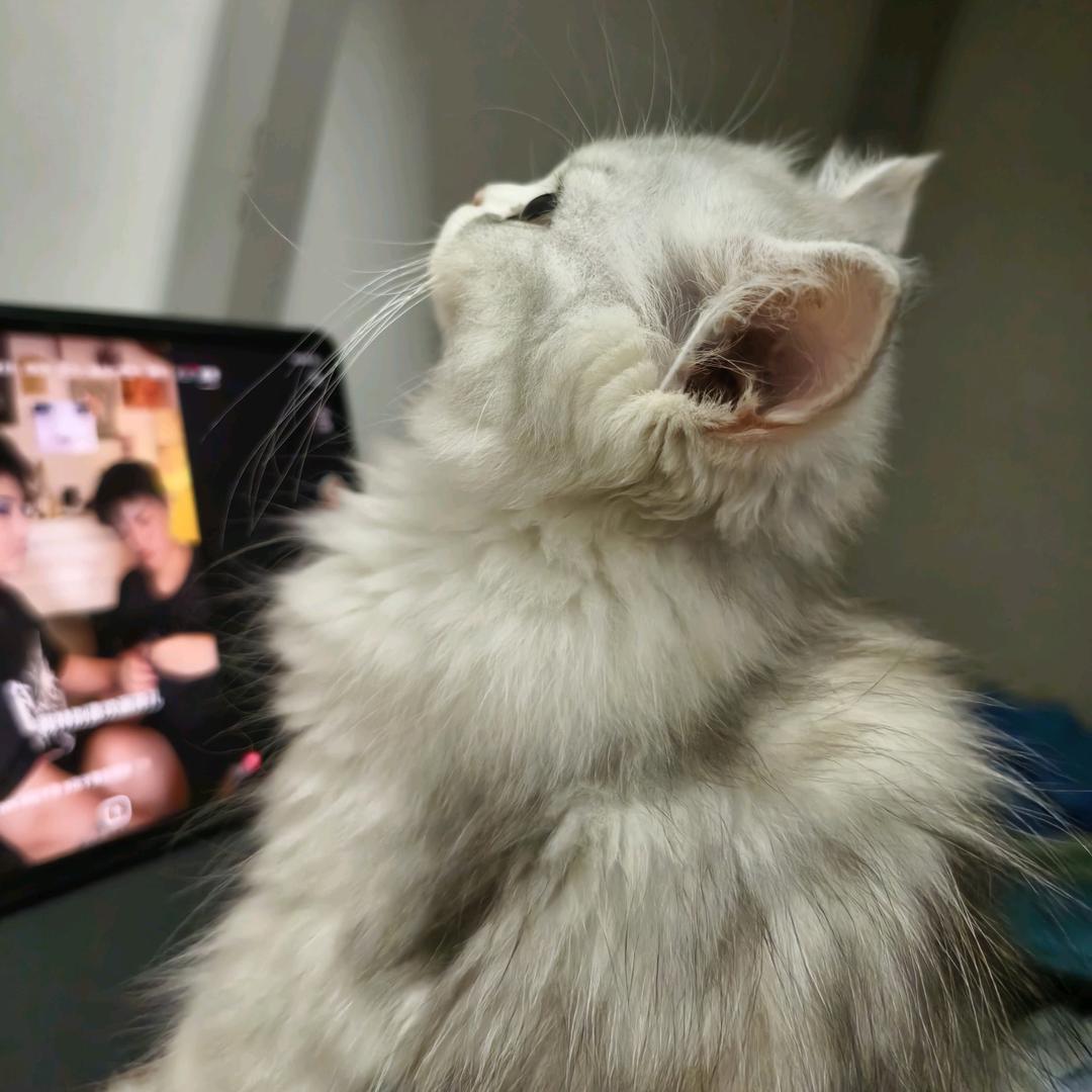 耶耶(｢･ω･)｢嘿