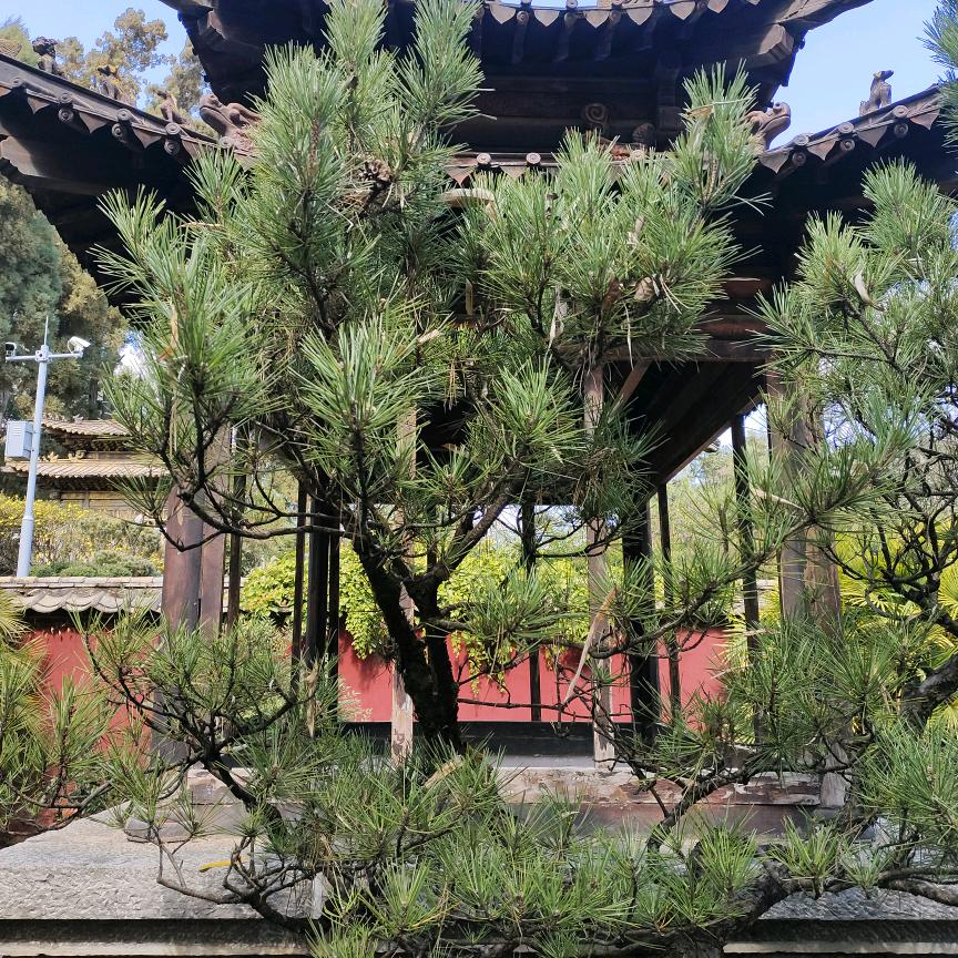 奔驰的骏马