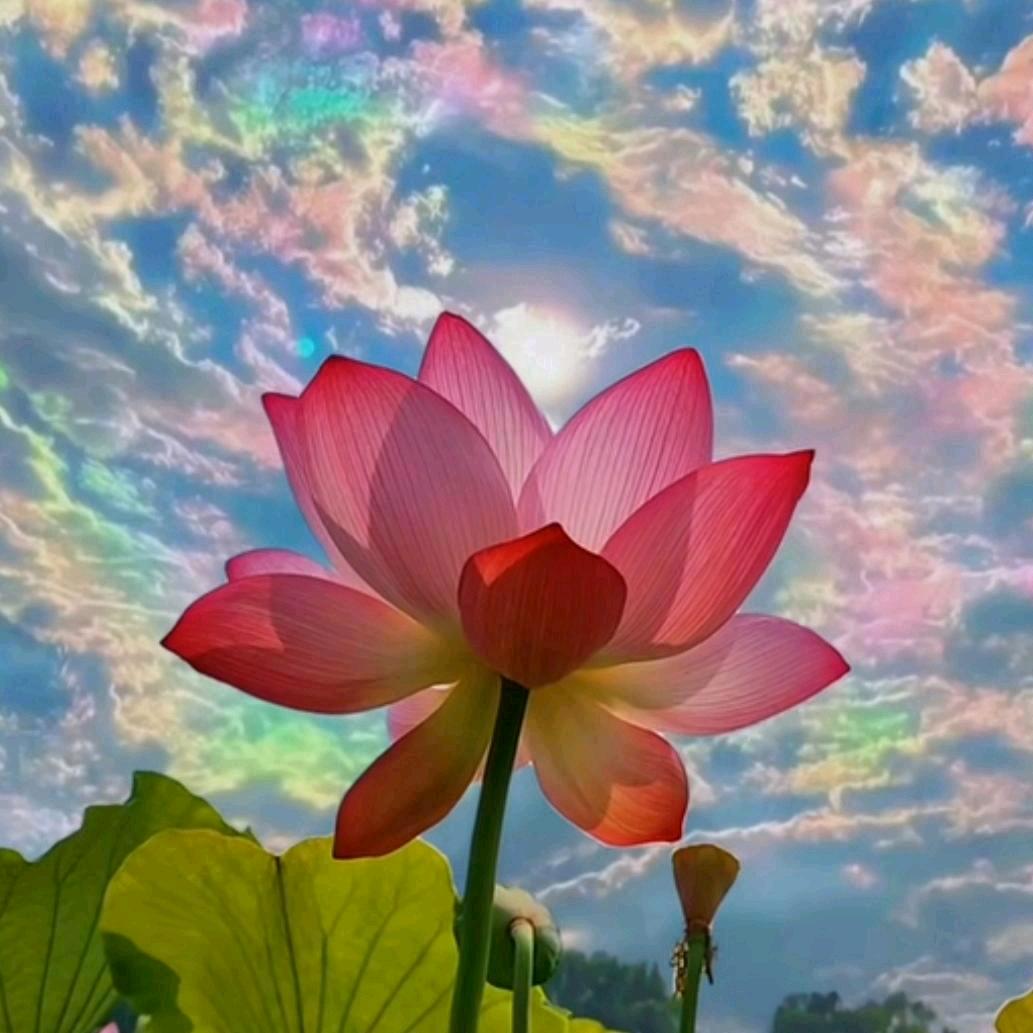 鸿运绵绵