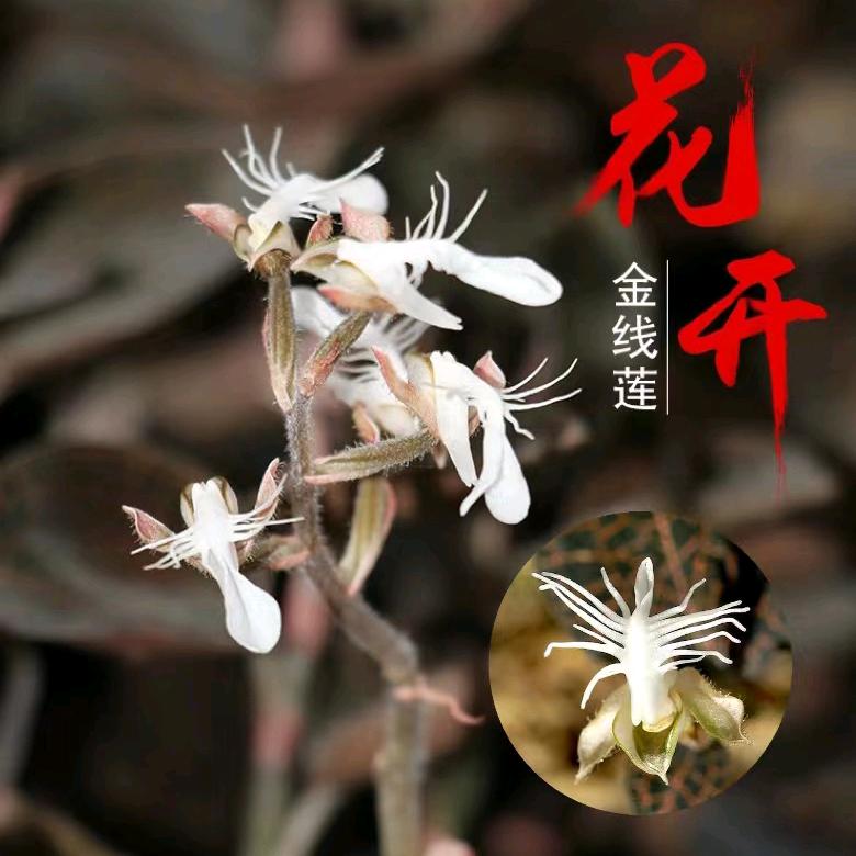 阿娟_金线莲批发
