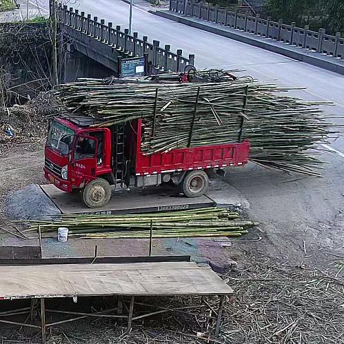 万盛竹林