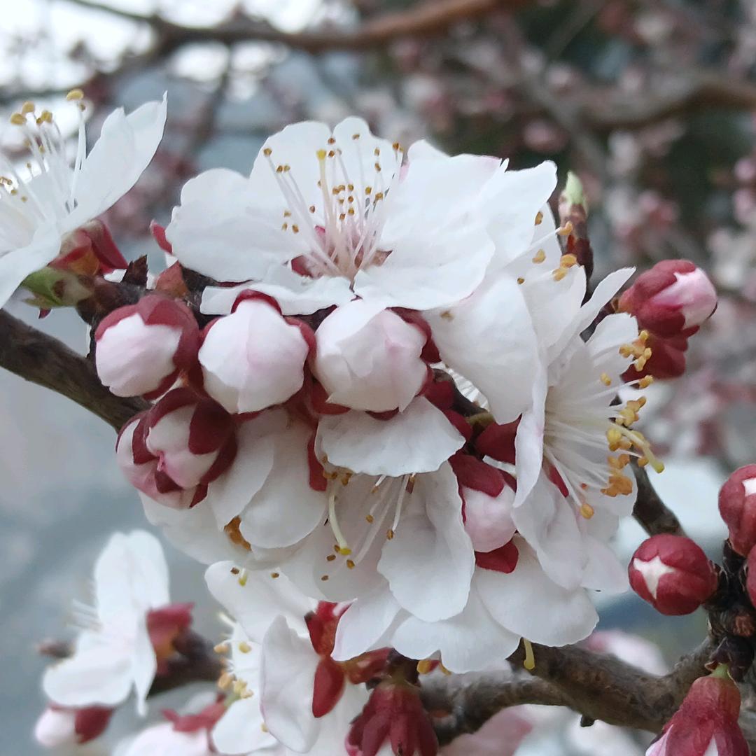 ༺༃依恋༂༻