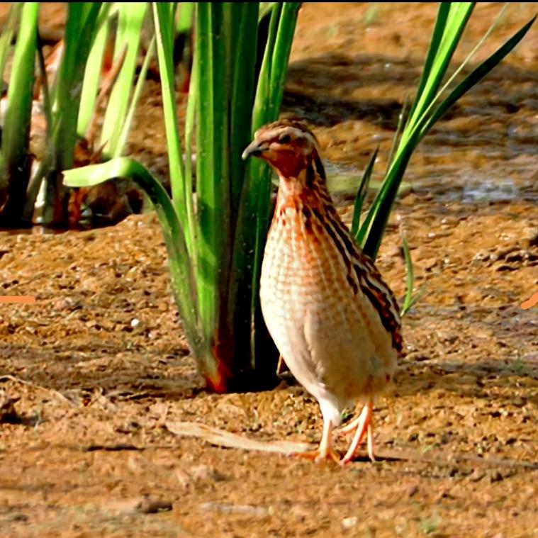 高朗皂角林鹌鹑江湖