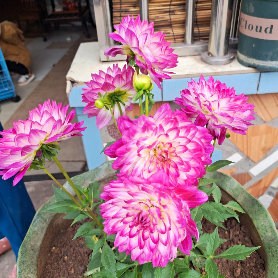 内江寻找缘份的820