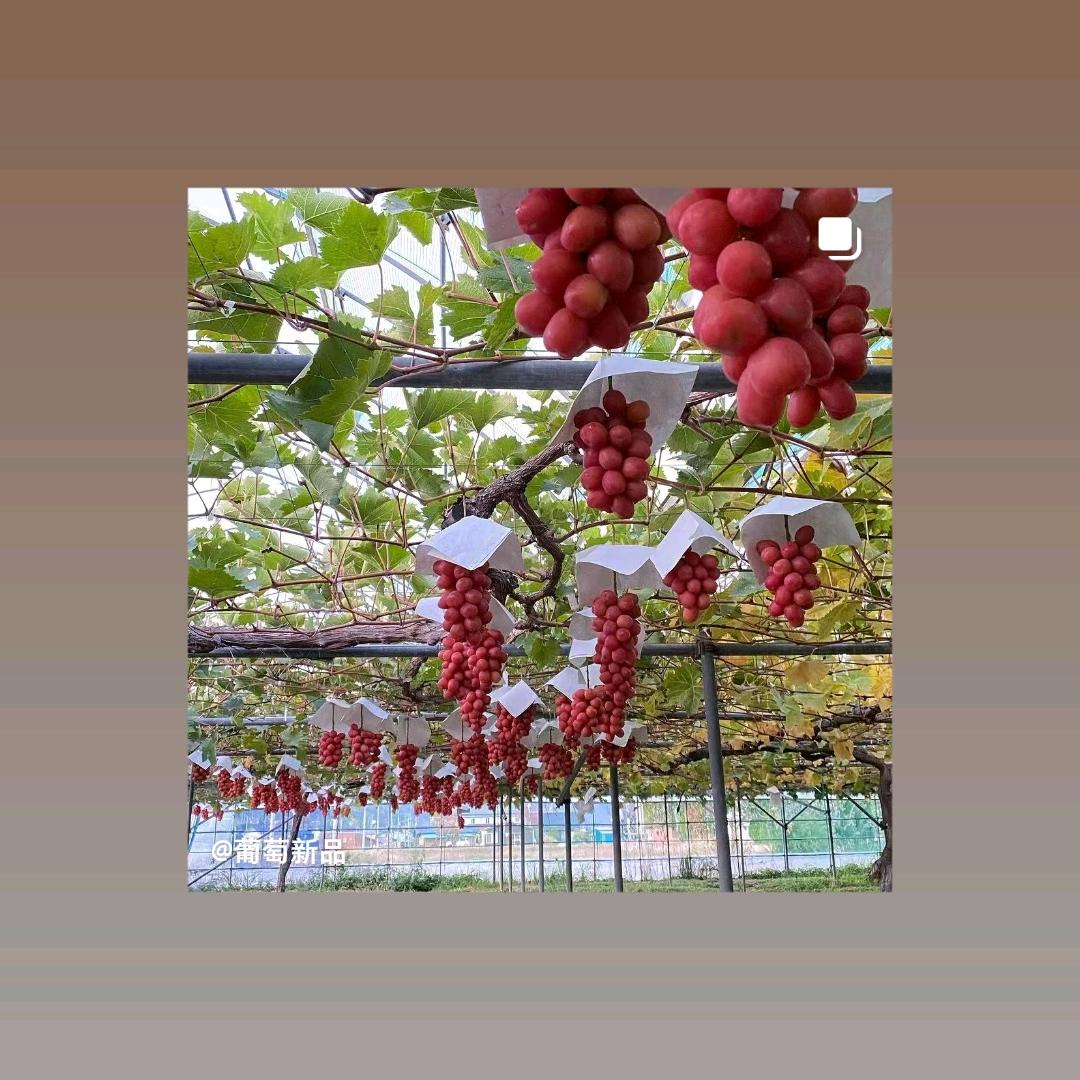 葡发葡萄种植育苗基地