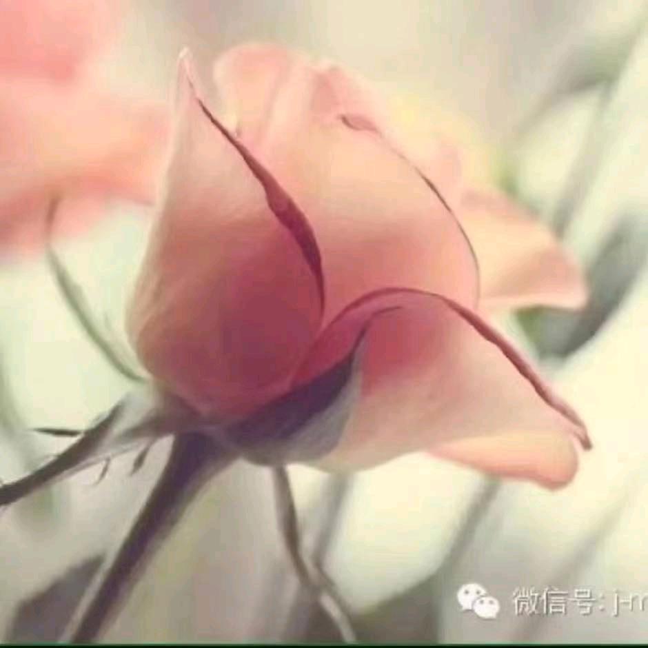 暖暖的幸福.