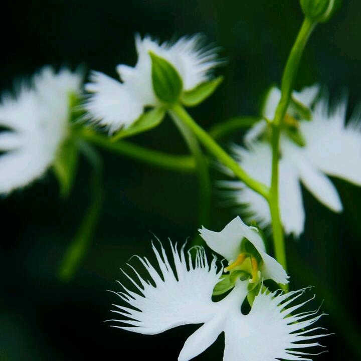 🐉降龙🐉出海🐉