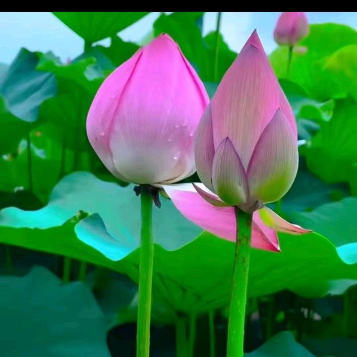 青春一去不复返