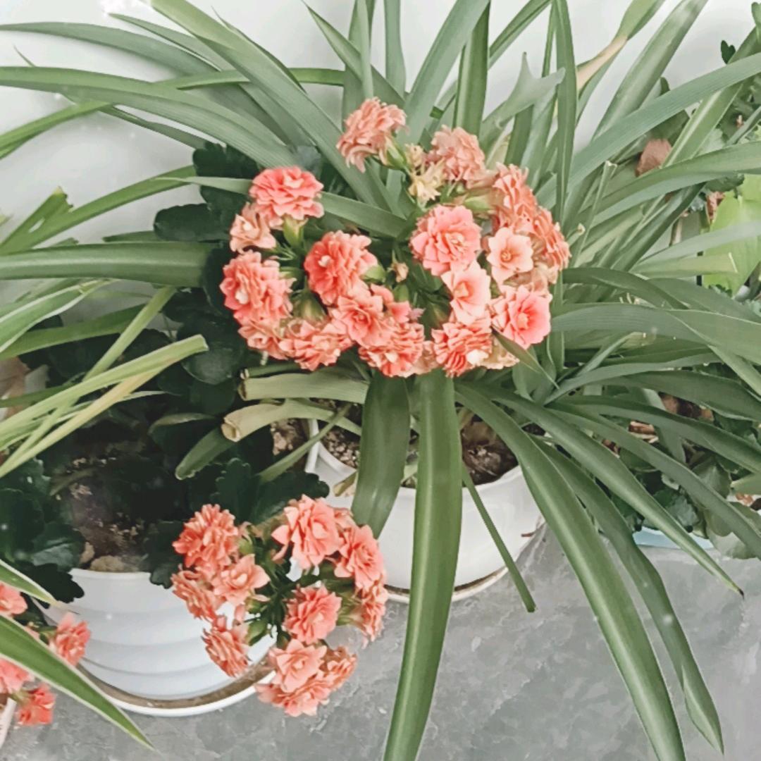 花姐川味炒馅包子