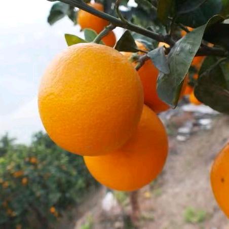 赣南脐橙【核心产区直销】