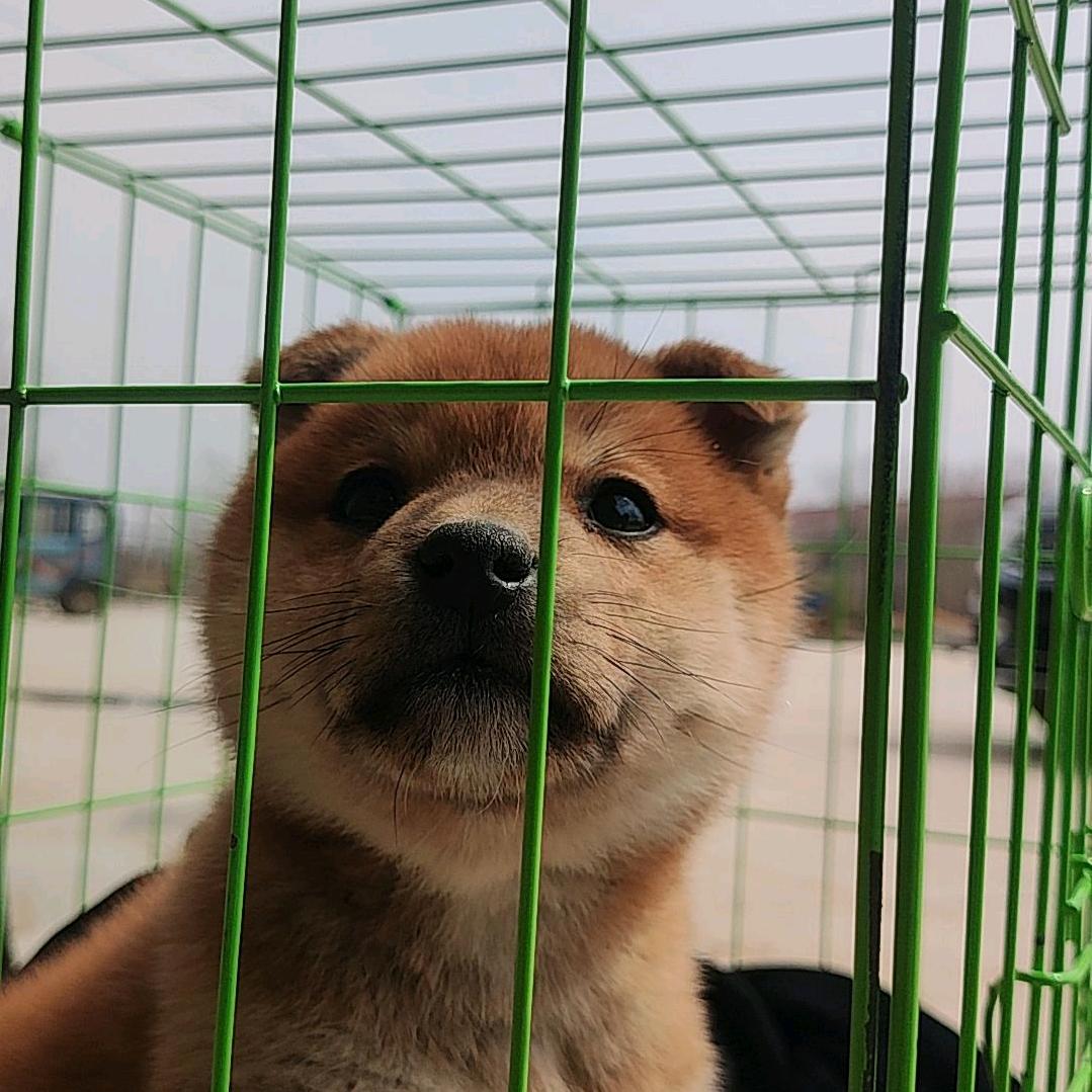 白面书生