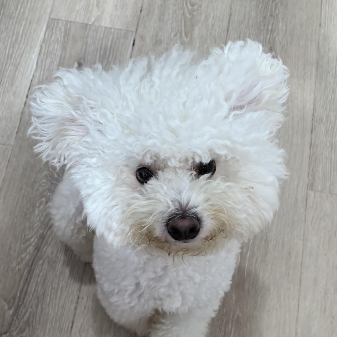 小五子的铲屎官