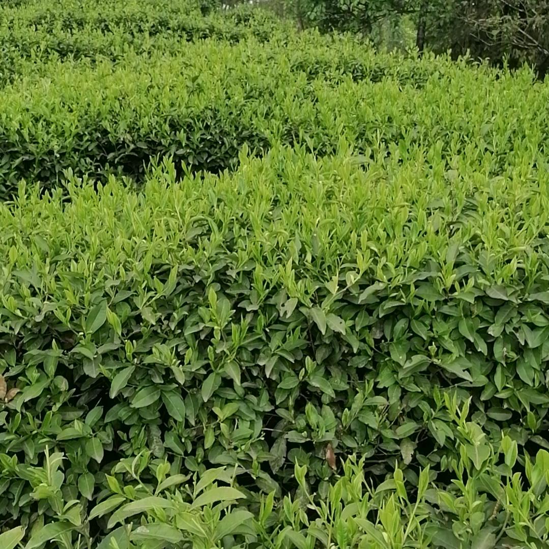 琴姐首播