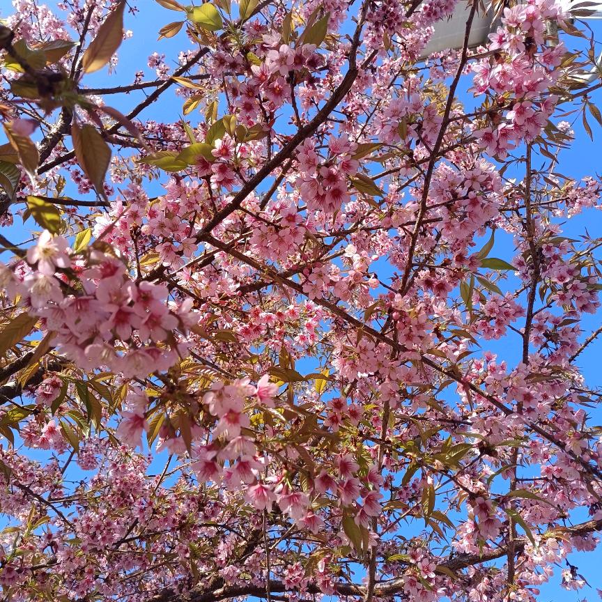@Z z🌸