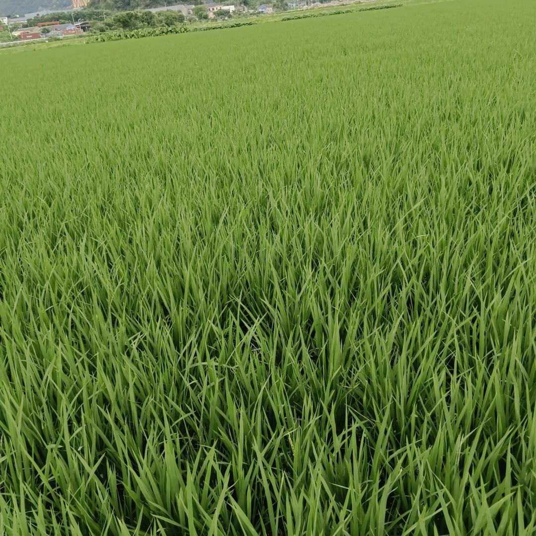 蔡晖