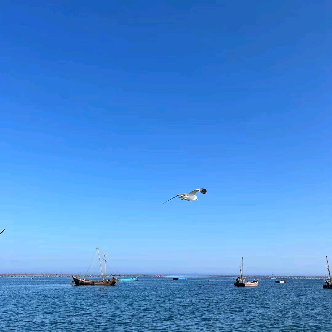 养鸡帮手小郭