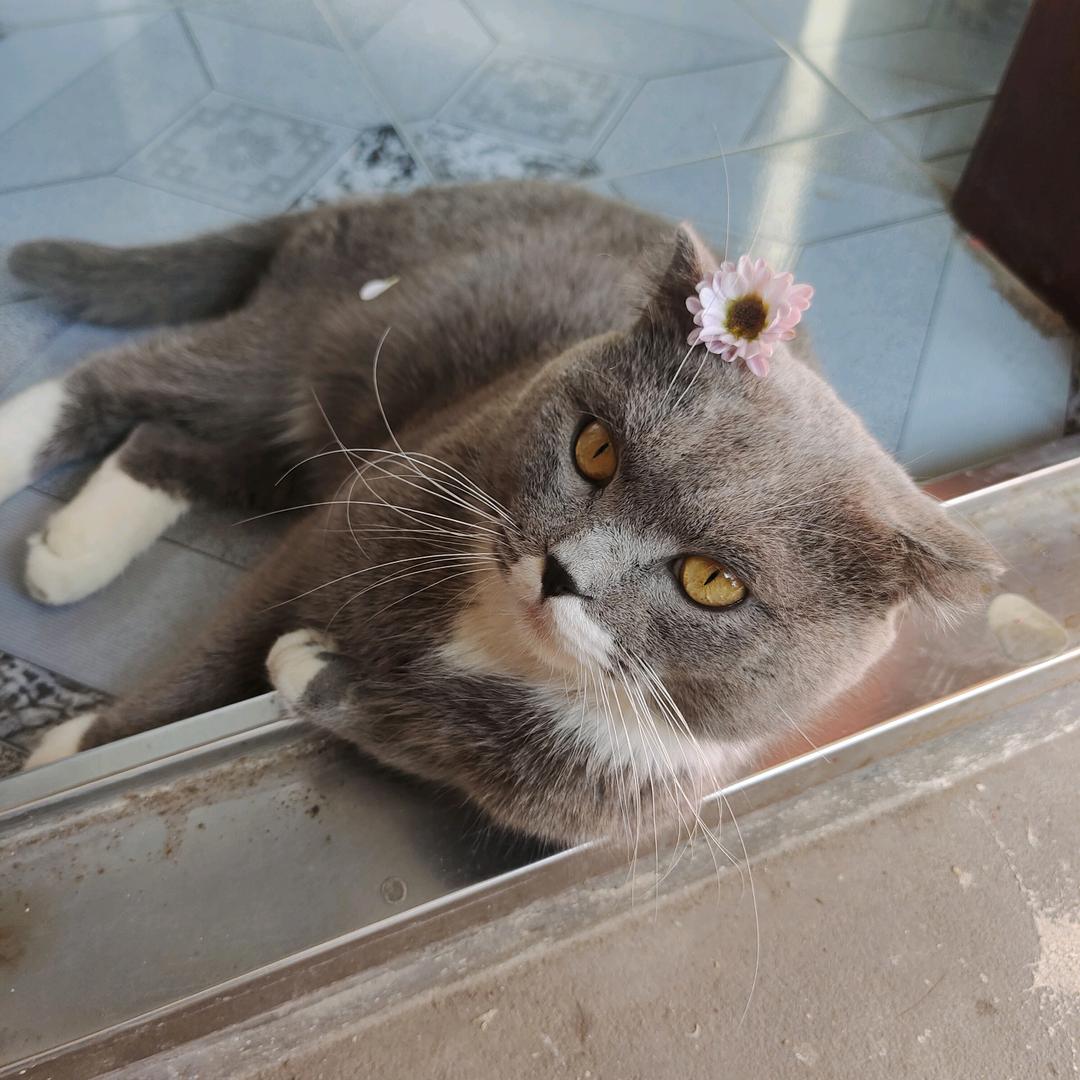 果果是只“喵……”