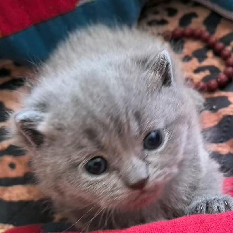 九牧五金建材(福州街店)啊苏打的直播号