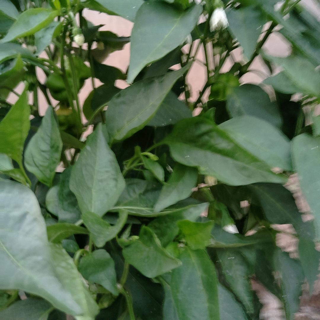 小辣椒