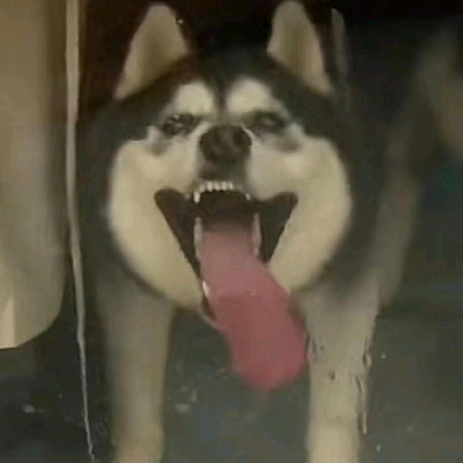 哇哈大桥